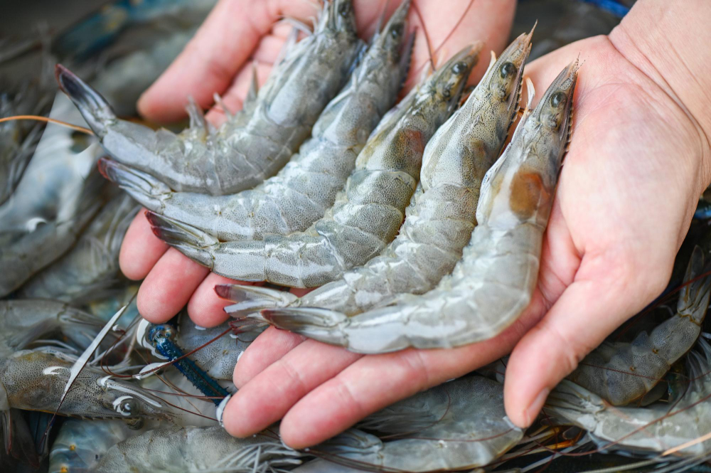 Indian Shrimp Industry Fights Back Against Allegations, Seeks Government Support