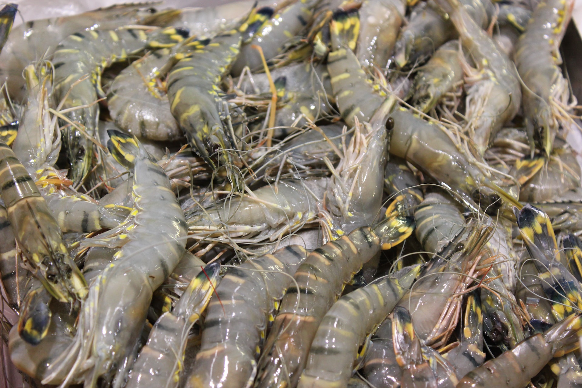 India’s Shrimp Industry Navigates Turbulent Waters Amidst Production Woes and Price Challenges