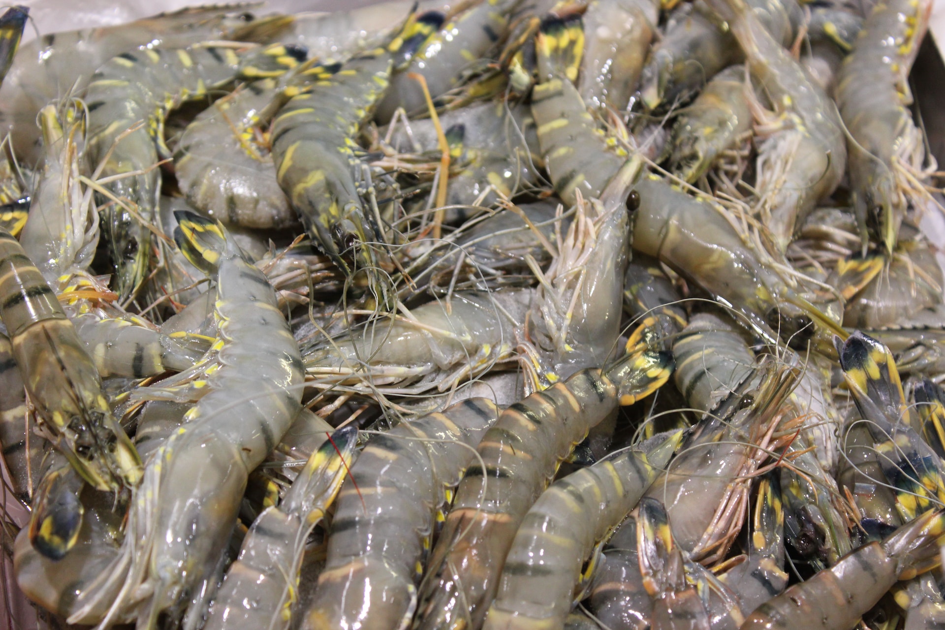 India’s Shrimp Exports Maintain Strong Momentum in Q3 2023