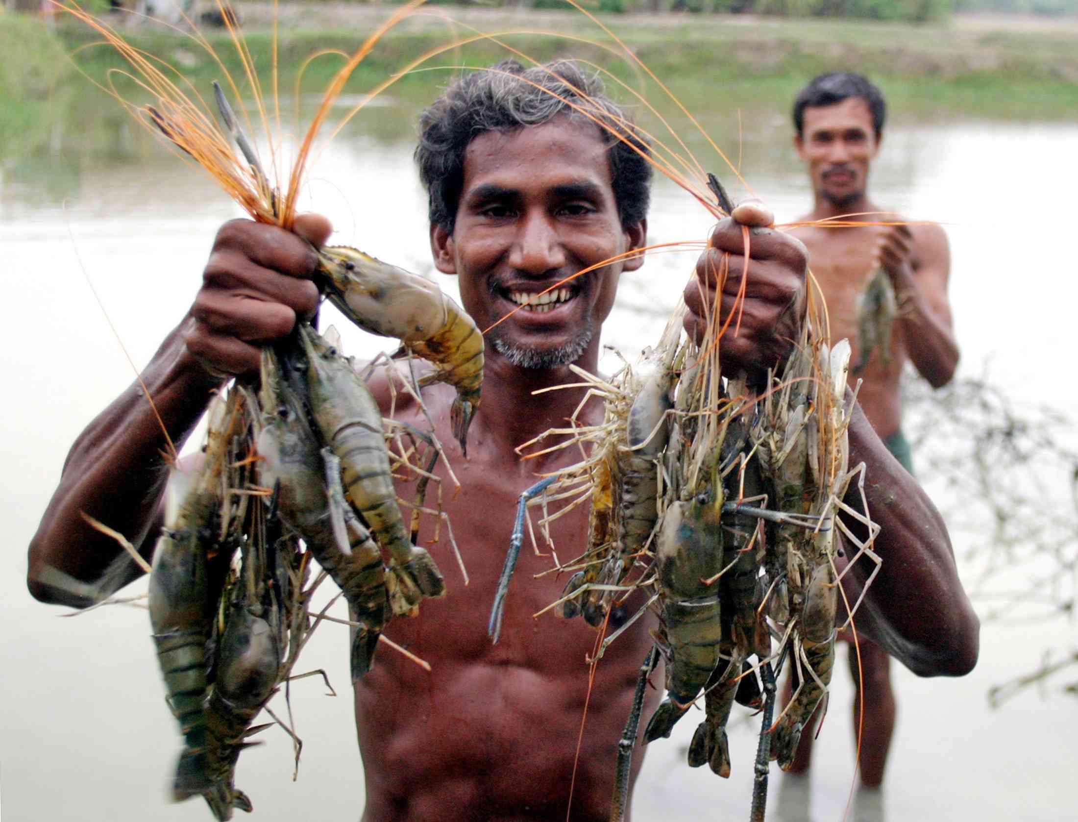 India Refutes Labor Abuse Allegations in Booming Shrimp Industry