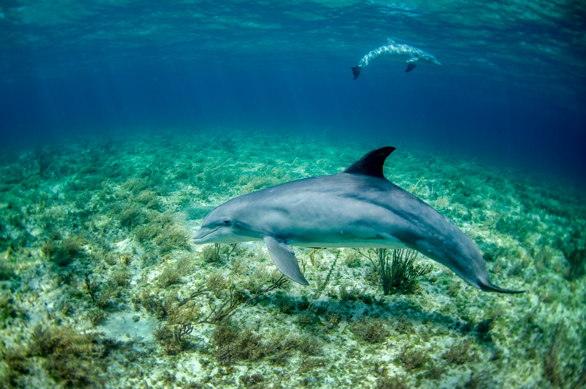 Boosting Marine Conservation: Project Dolphin Takes Center Stage