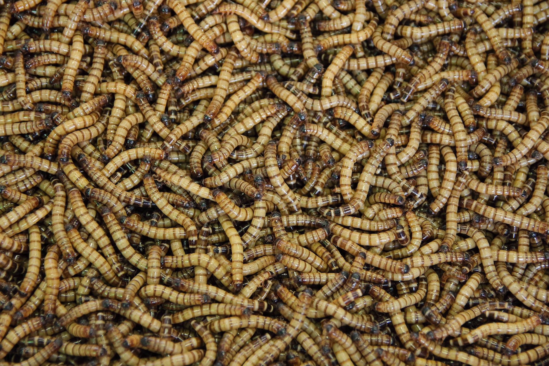 Insect Revolution: Transforming Indian Aquaculture with Sustainable Feeds