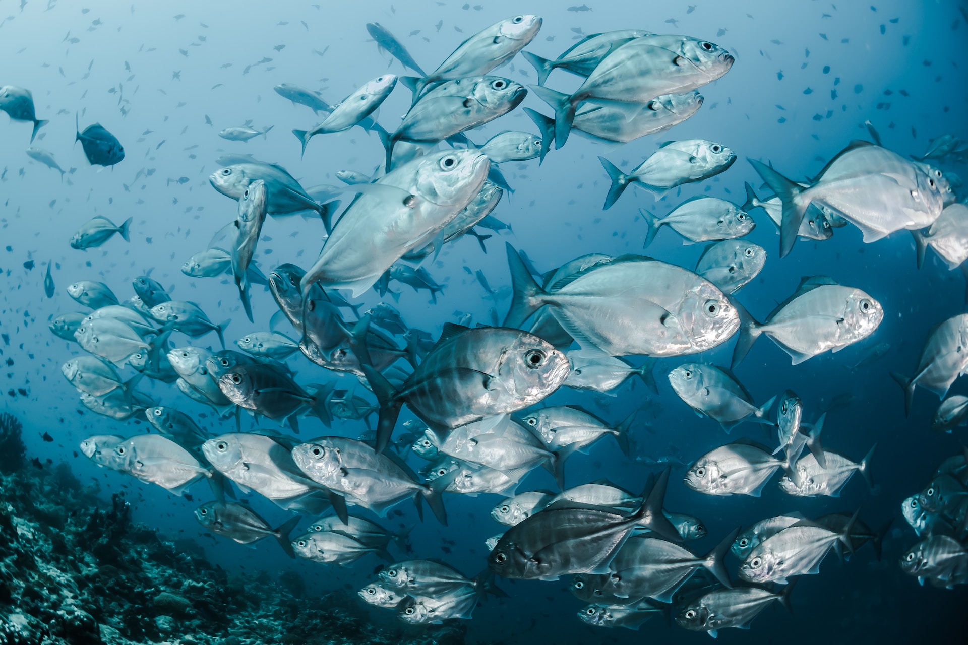 Unlocking Potential: Navigating Careers in Fisheries Science