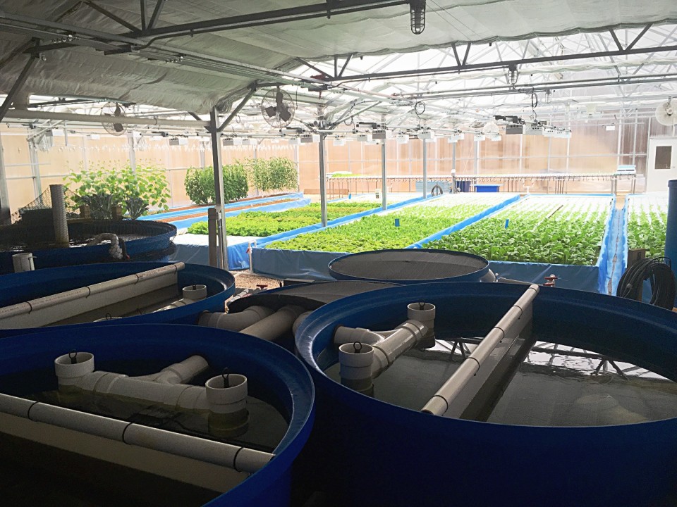 Aquaponics: Where Fish and Plants Kiss, and Sustainable Food Rises