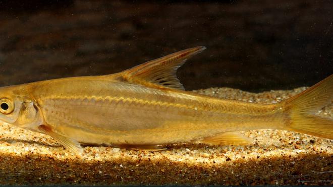 Decoding the Enigma: Scientists Unravel the Genetic Secrets of Kerala’s Rare “Brahmanakenda” Fish