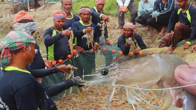 Revolutionizing India’s Seafood Industry – Unlocking the Potential of Indigenous Shrimp Genome