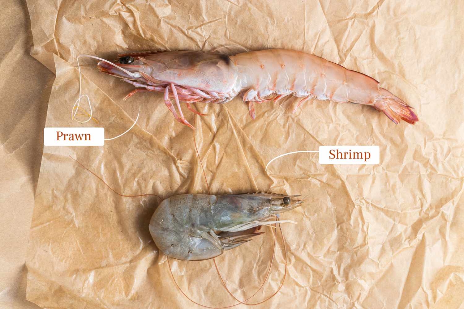 Unveiling the Mystery: Shrimp vs. Prawn