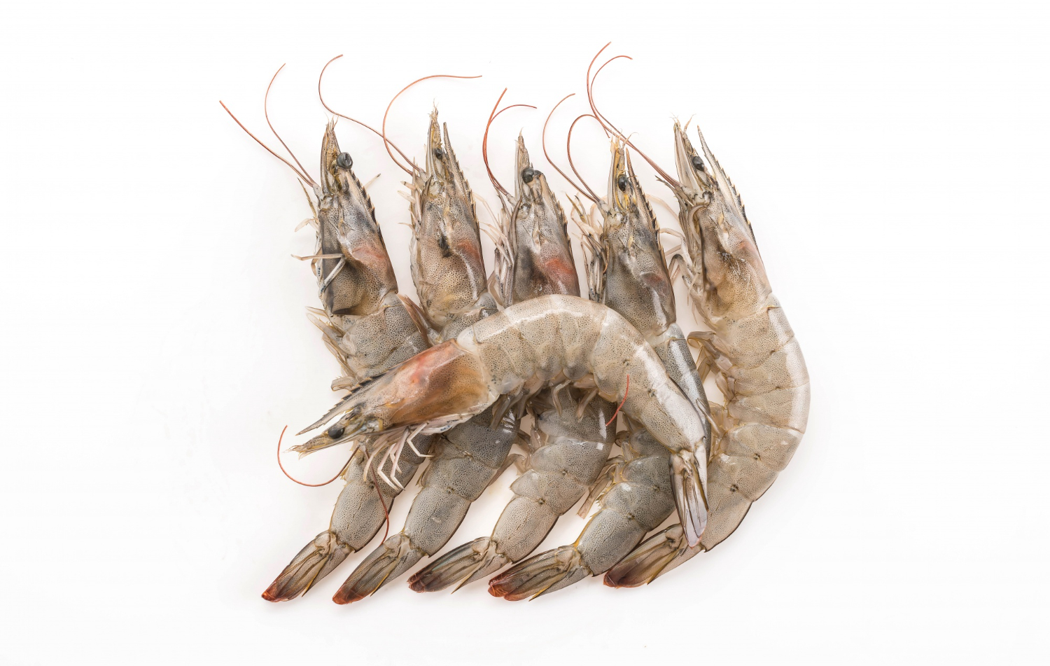 Market Research on Shrimp Exports from India to the US (2020-2025)