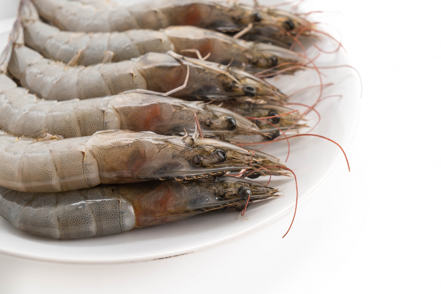 Global Shrimp Suppliers Face Uncertain Future in 2024 as Oversupply Persists