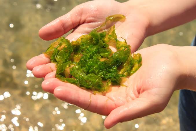 Seaweed: Revolutionizing Shrimp Feed and Aquaculture
