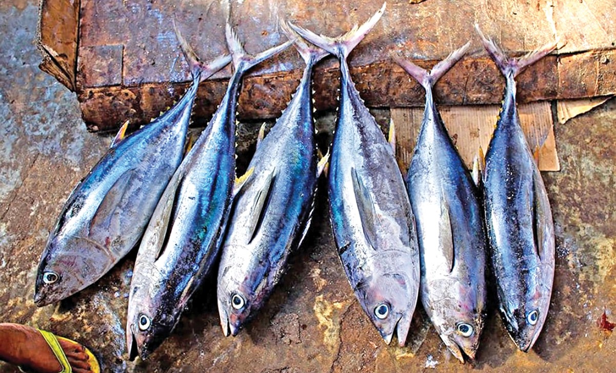 Bangladesh Sets Sail for Deep-Sea Tuna: Unlocking Riches of the Bay of Bengal