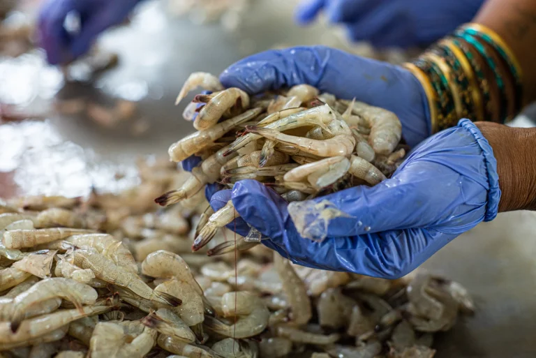 A Heartfelt Dive into India’s Shrimp Saga: Crafting a Future Where Everyone Wins