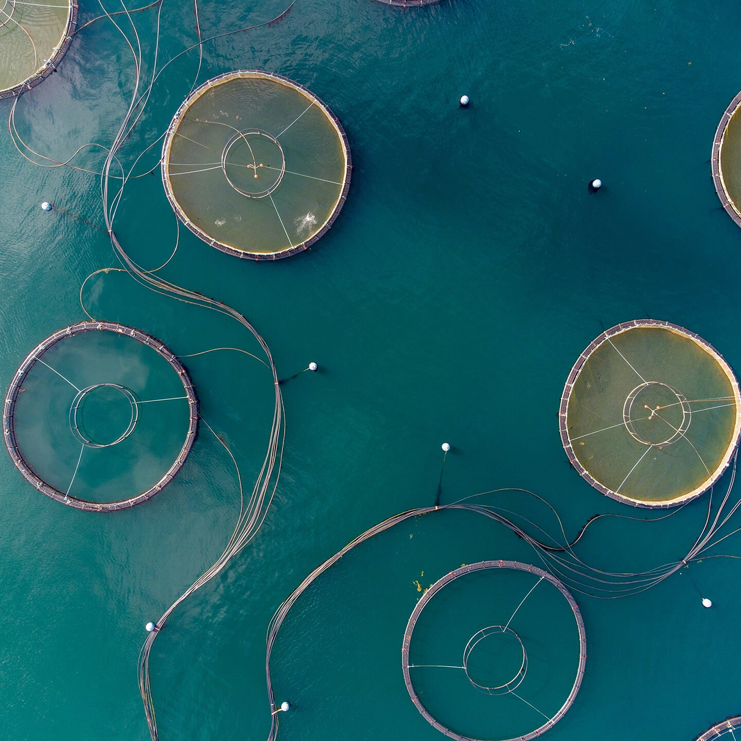 Marine Aquaculture Market Set for Significant Growth: Projected to Reach USD 300 Billion by 2032