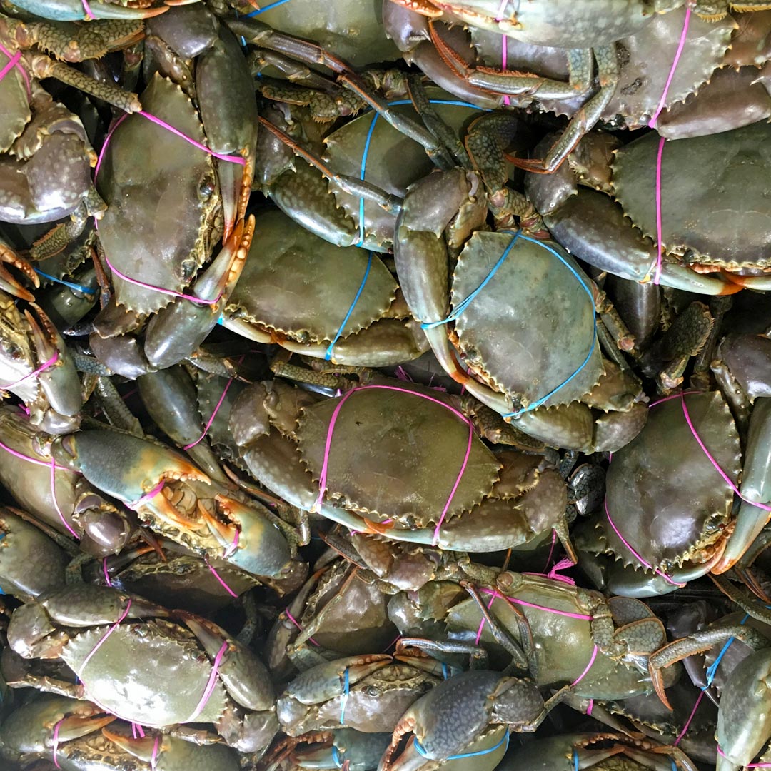 ICAR-CIBA Revolutionizes Mud Crab Aquaculture with Breakthrough Farming Success