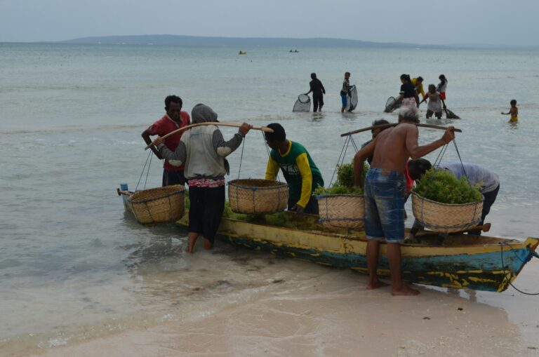 Revitalizing India’s Seaweed Industry: New Guidelines for Importing Live Seaweeds