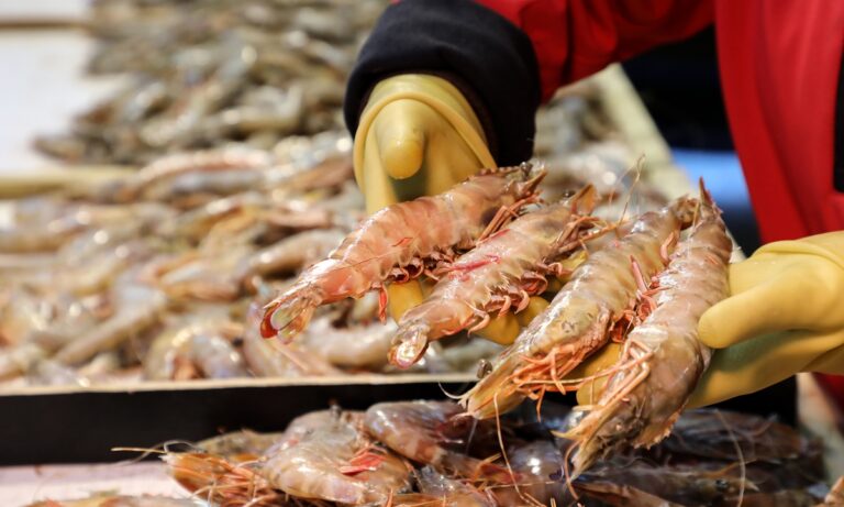 Ecuador Set to Replace India as Largest Shrimp Supplier to the US Amid Tariff Disputes